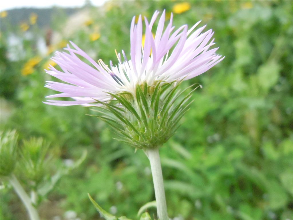 Galactites tomentosus / Scarlina